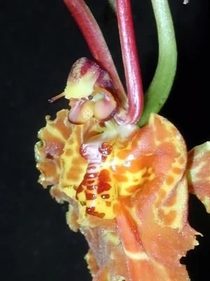 Bild von Psychopsis krameriana 5